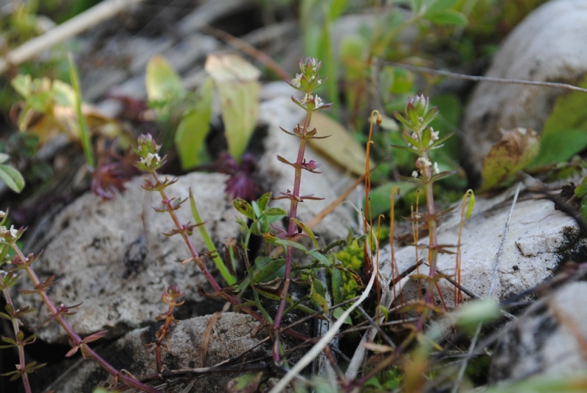 Galium verrucosum / Caglio verrucoso