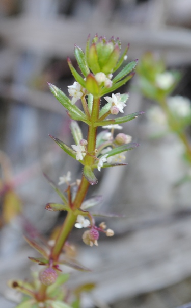 Galium verrucosum / Caglio verrucoso