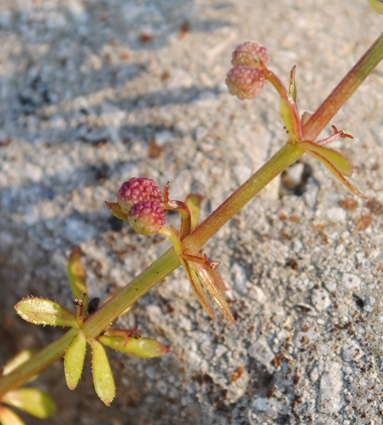 Galium verrucosum / Caglio verrucoso