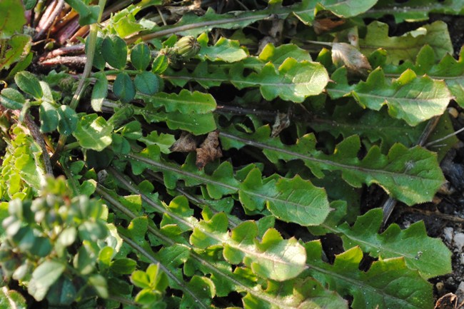 Crepis sancta con fasciazione