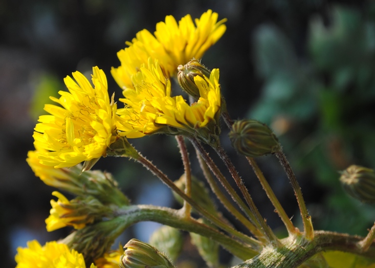 Crepis sancta con fasciazione