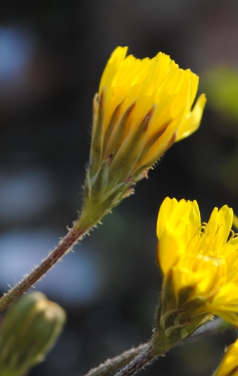 Crepis sancta con fasciazione