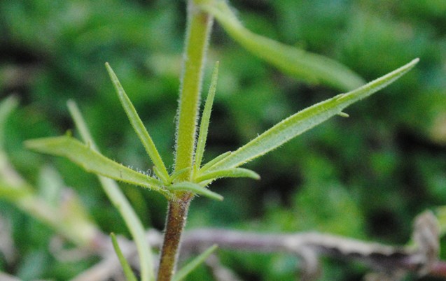 Plantago afra / Piantaggine pulicaria