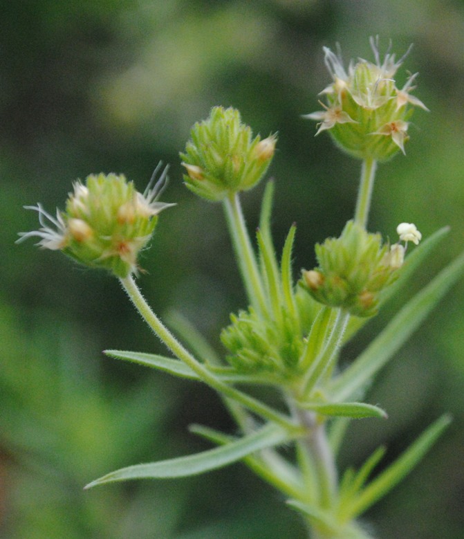 Plantago afra / Piantaggine pulicaria