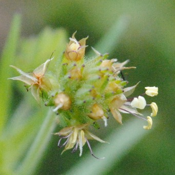 Plantago afra / Piantaggine pulicaria