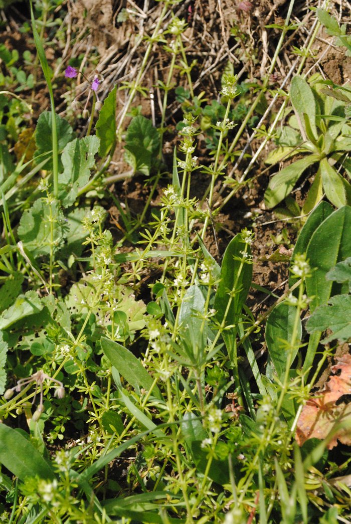 Galium verrucosum / Caglio verrucoso