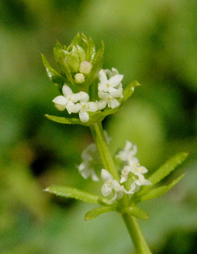 Galium verrucosum / Caglio verrucoso