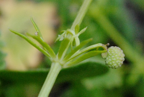 Galium verrucosum / Caglio verrucoso