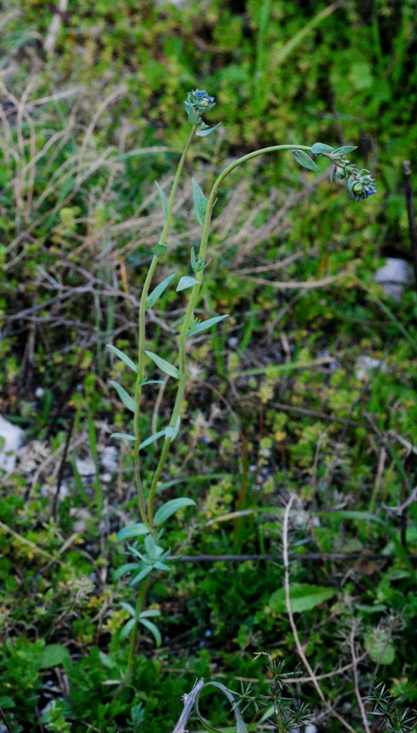 Linaria micrantha / Linaria a fiori piccoli