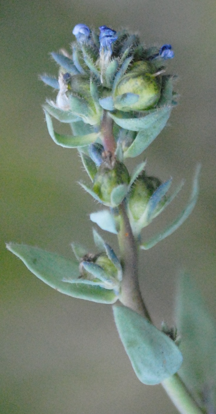 Linaria micrantha / Linaria a fiori piccoli