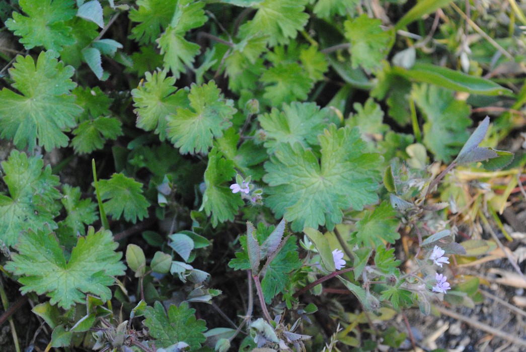 Geranium?