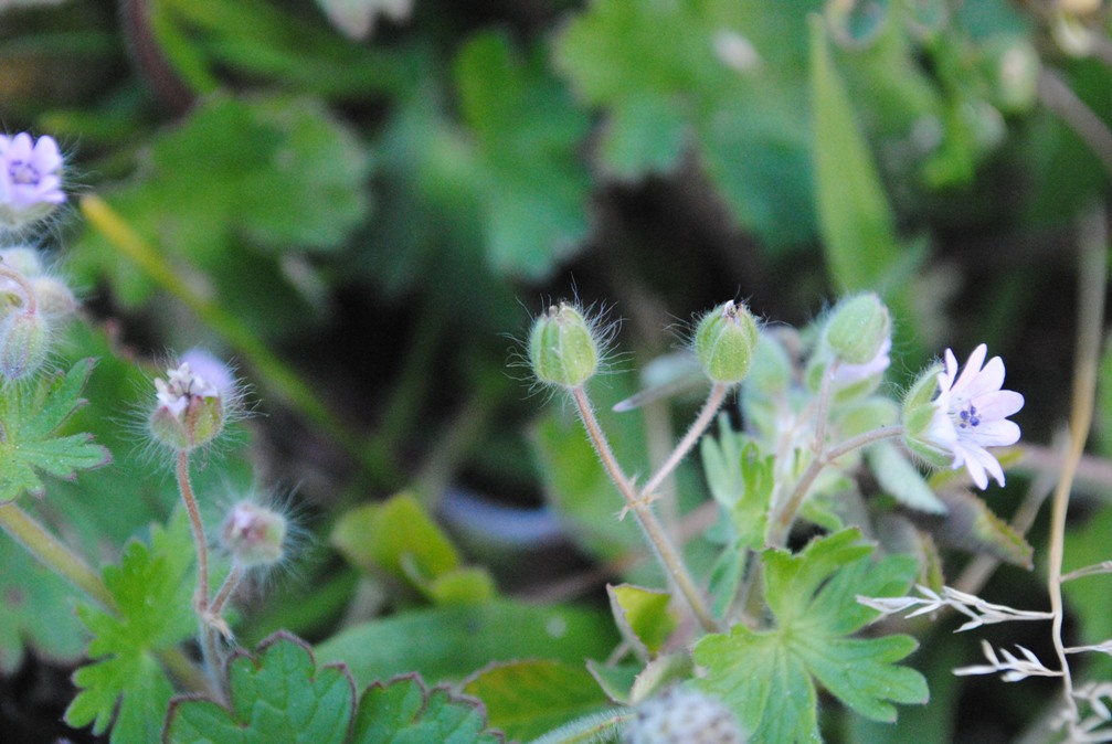 Geranium?