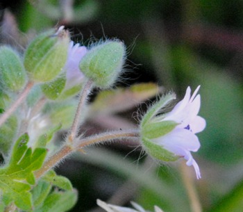 Geranium?