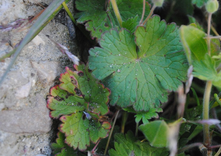 Geranium?