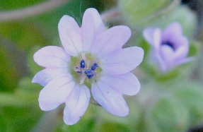 Geranium?