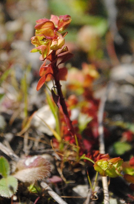 Euphorbia  peplus