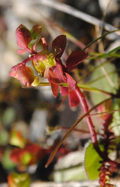 Euphorbia  peplus