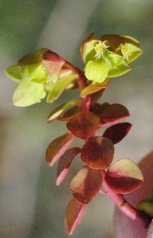 Euphorbia  peplus