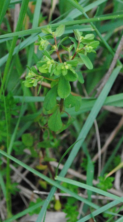 Euphorbia peplus