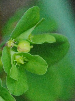 Euphorbia peplus