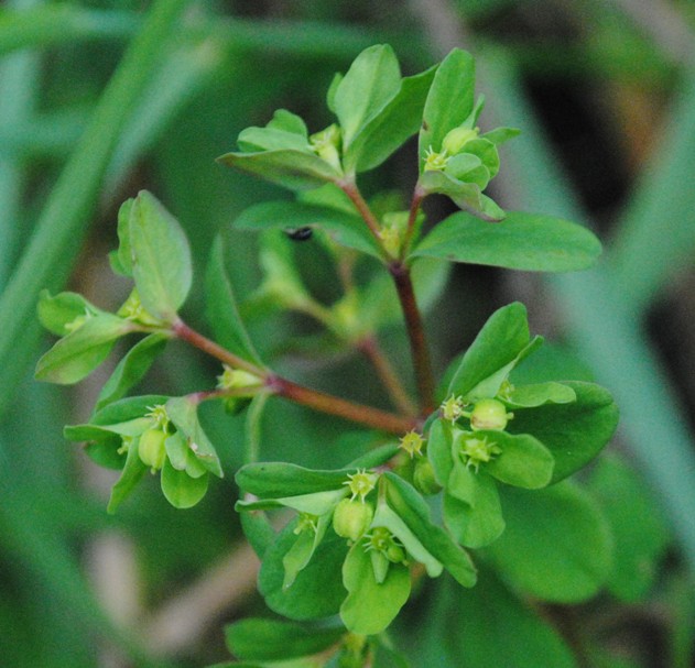 Euphorbia peplus