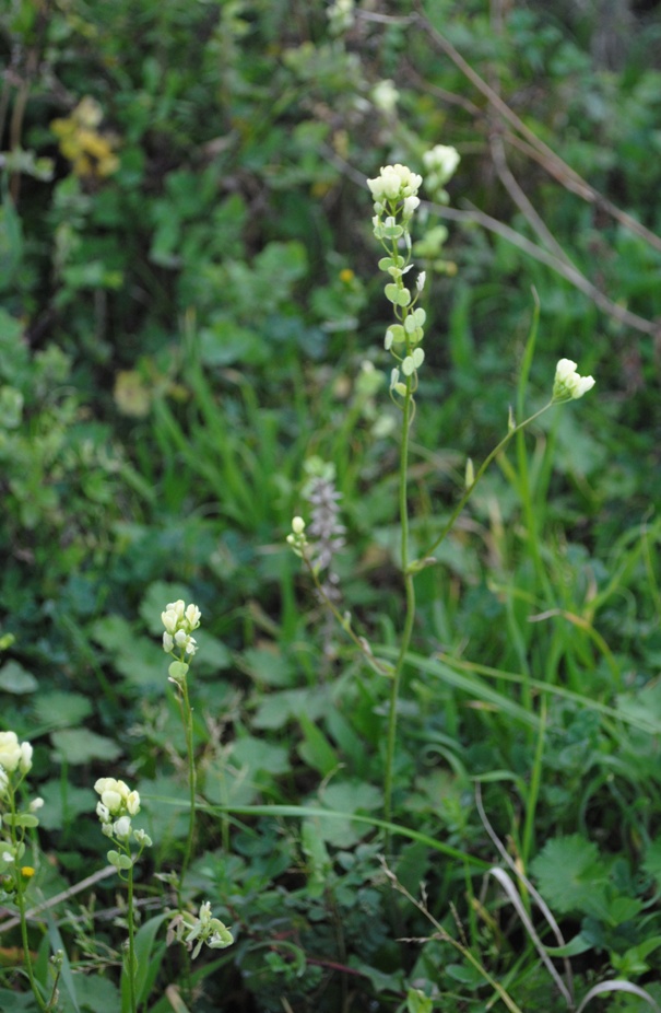 Biscutella maritima / Biscutella lirata