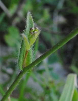 Biscutella maritima / Biscutella lirata