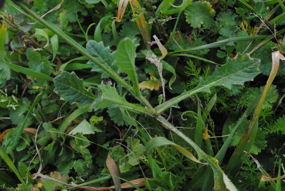 Biscutella maritima / Biscutella lirata