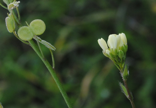 Biscutella maritima / Biscutella lirata