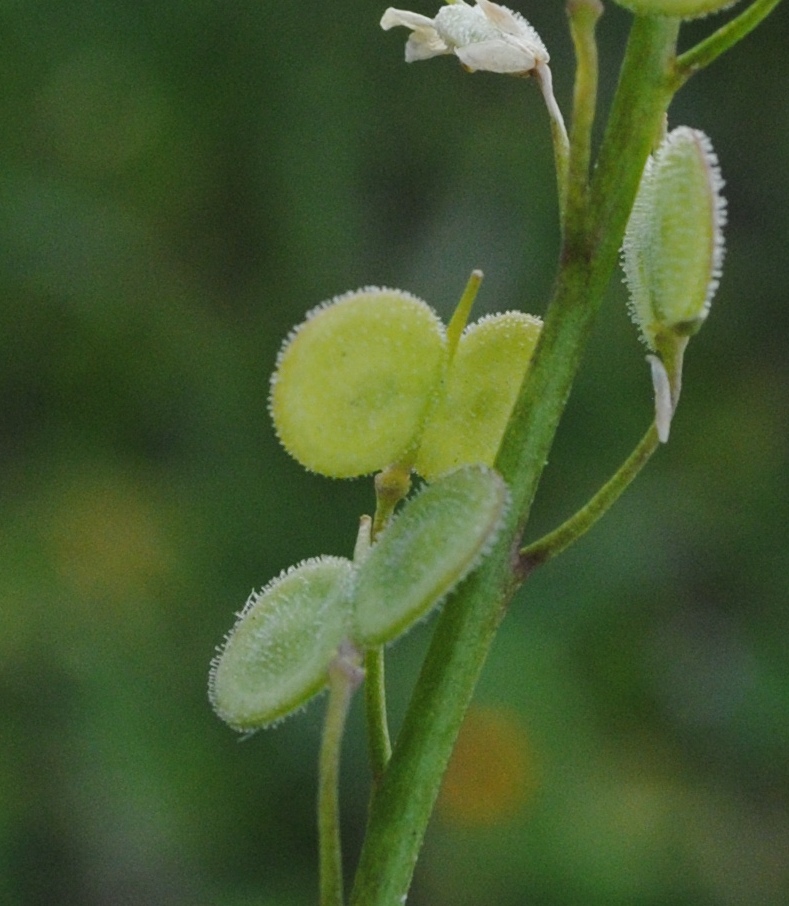 Biscutella maritima / Biscutella lirata