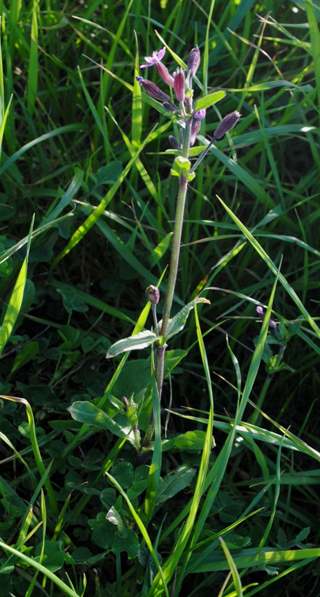 Silene fuscata