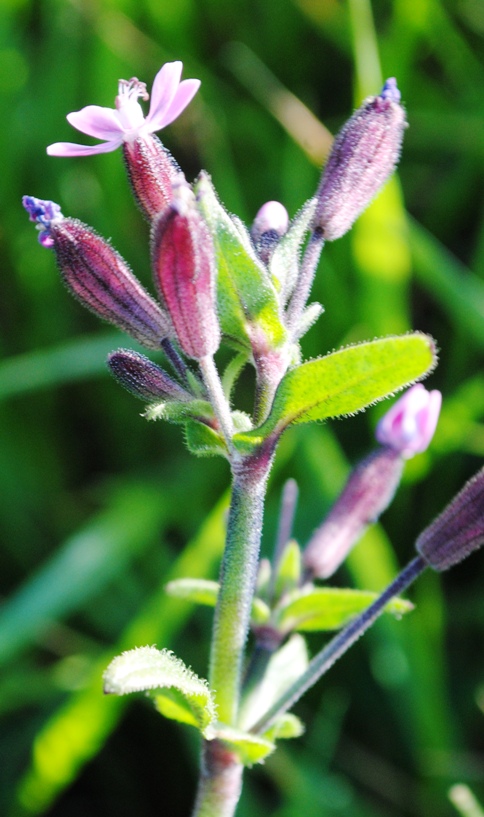 Silene fuscata