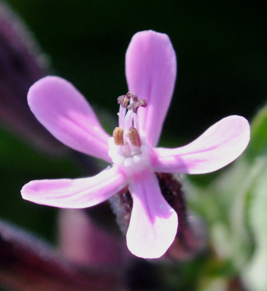 Silene fuscata