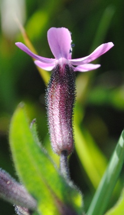 Silene fuscata