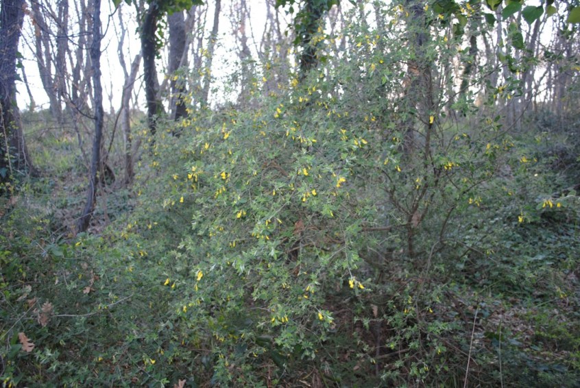 Cytisus villosus