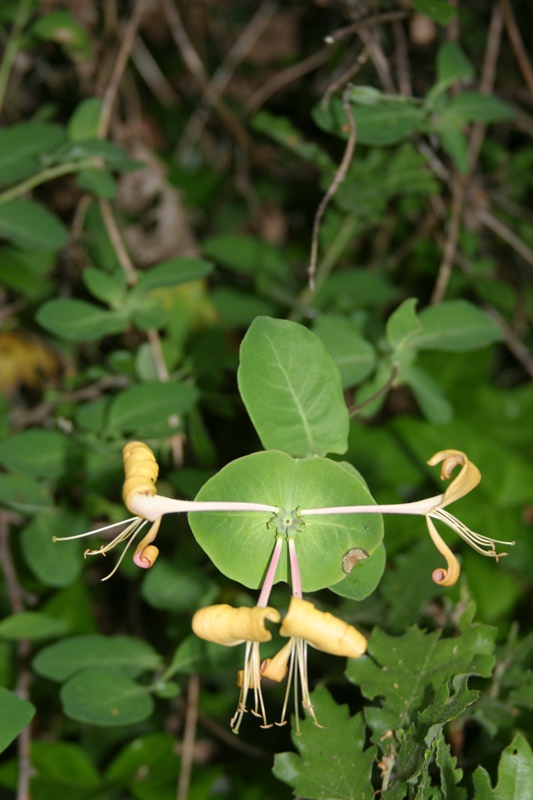 Lonicera caprifolium