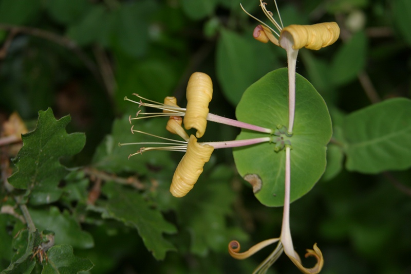 Lonicera caprifolium