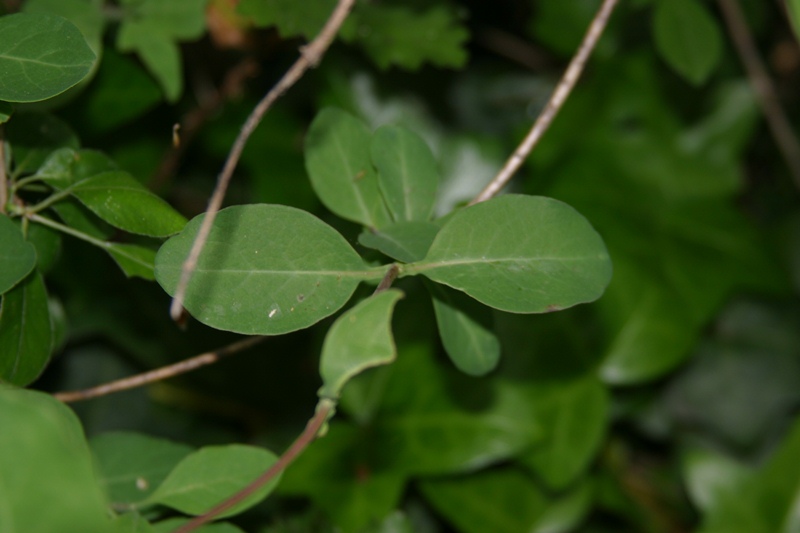 Lonicera caprifolium