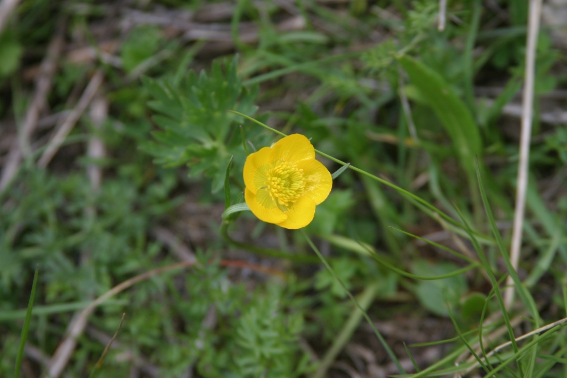 Ranunculus sp.