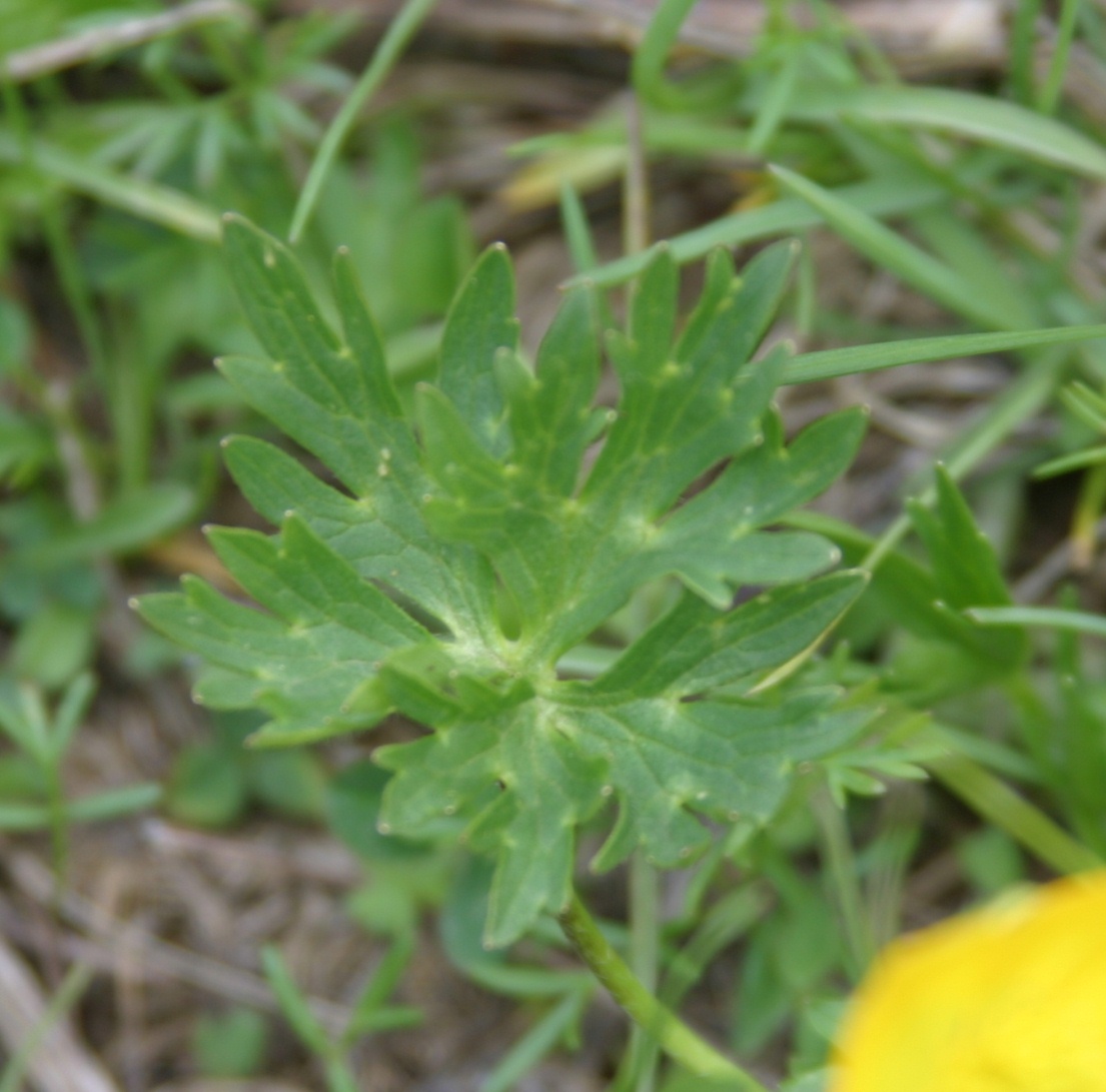 Ranunculus sp.