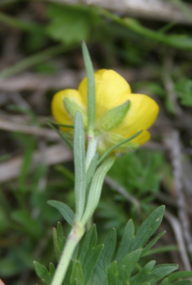 Ranunculus sp.