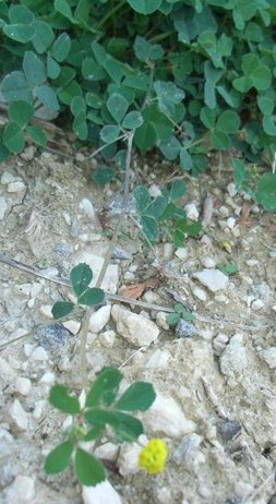 Medicago lupulina