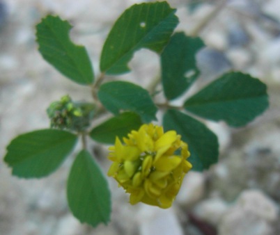 Medicago lupulina