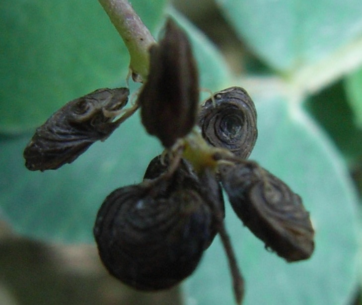 Medicago lupulina