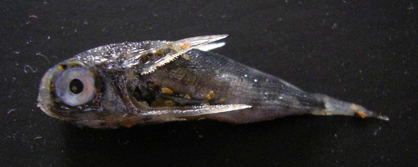 Juvenile Dactylopterus volitans - spiaggiato