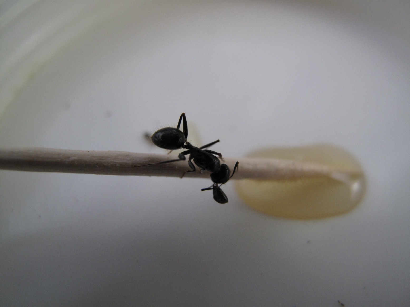 Plagiolepis sp e Camponotus con testa appesa all''antenna