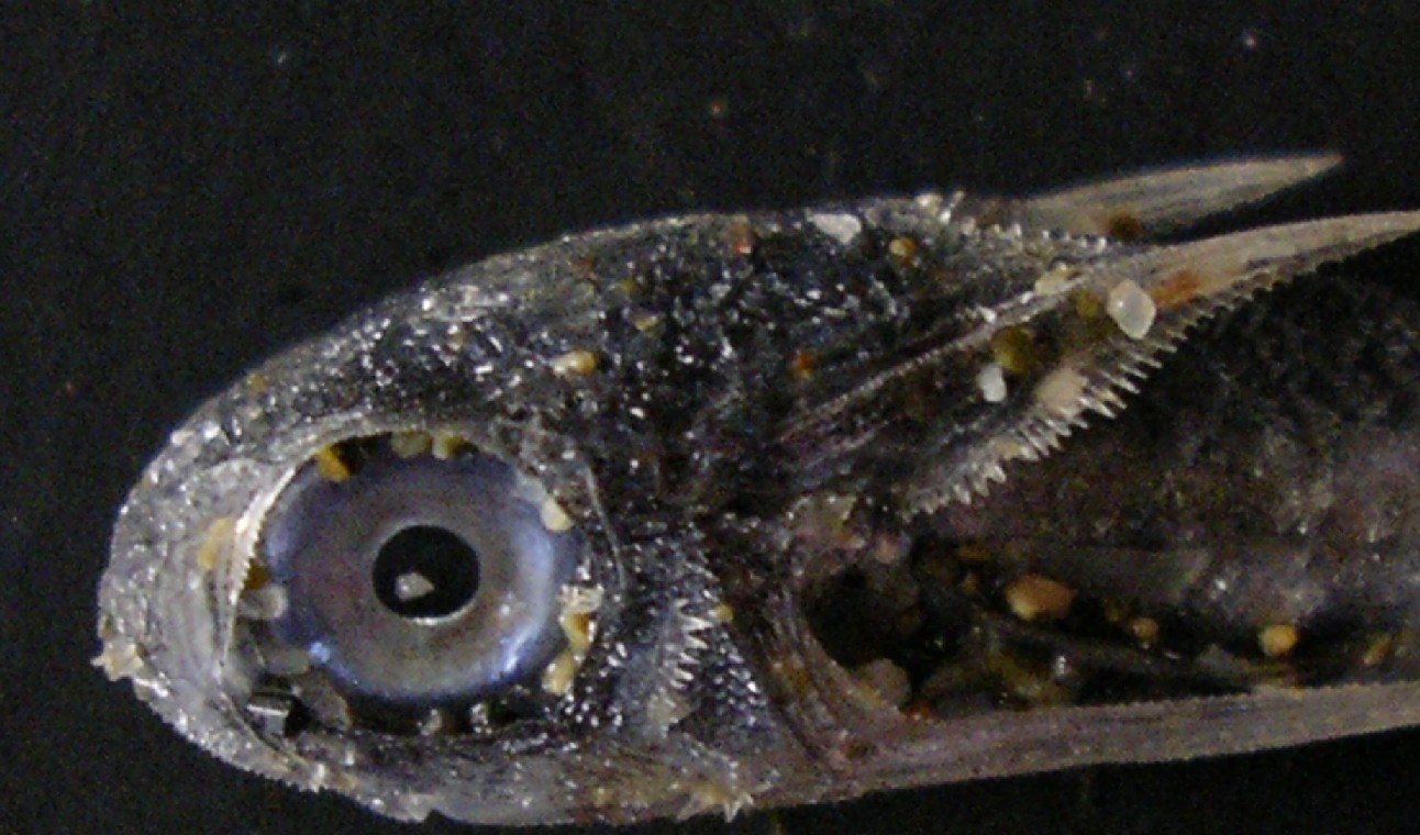 Juvenile Dactylopterus volitans - spiaggiato