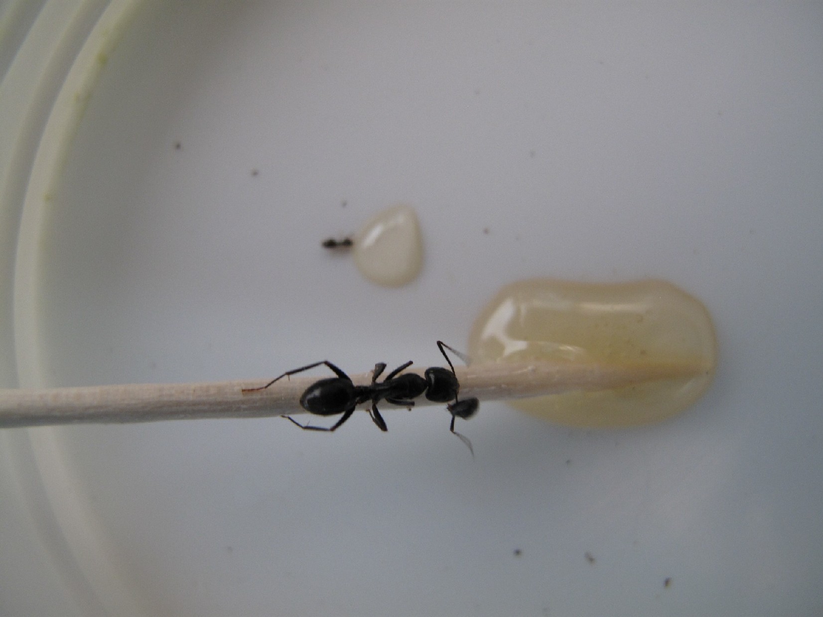 Plagiolepis sp e Camponotus con testa appesa all''antenna