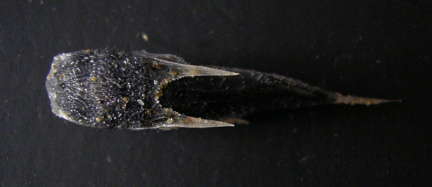 Juvenile Dactylopterus volitans - spiaggiato