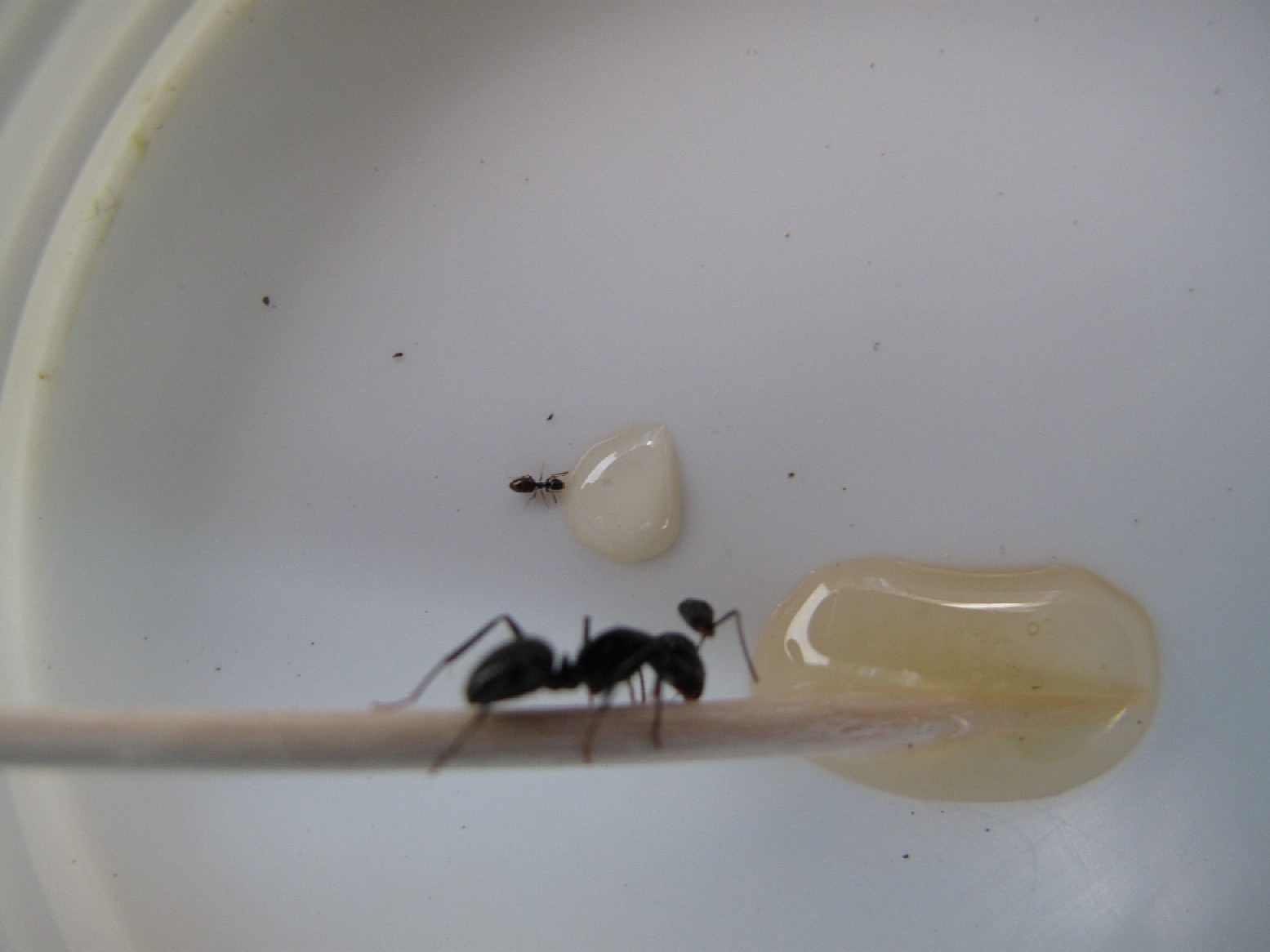 Plagiolepis sp e Camponotus con testa appesa all''antenna